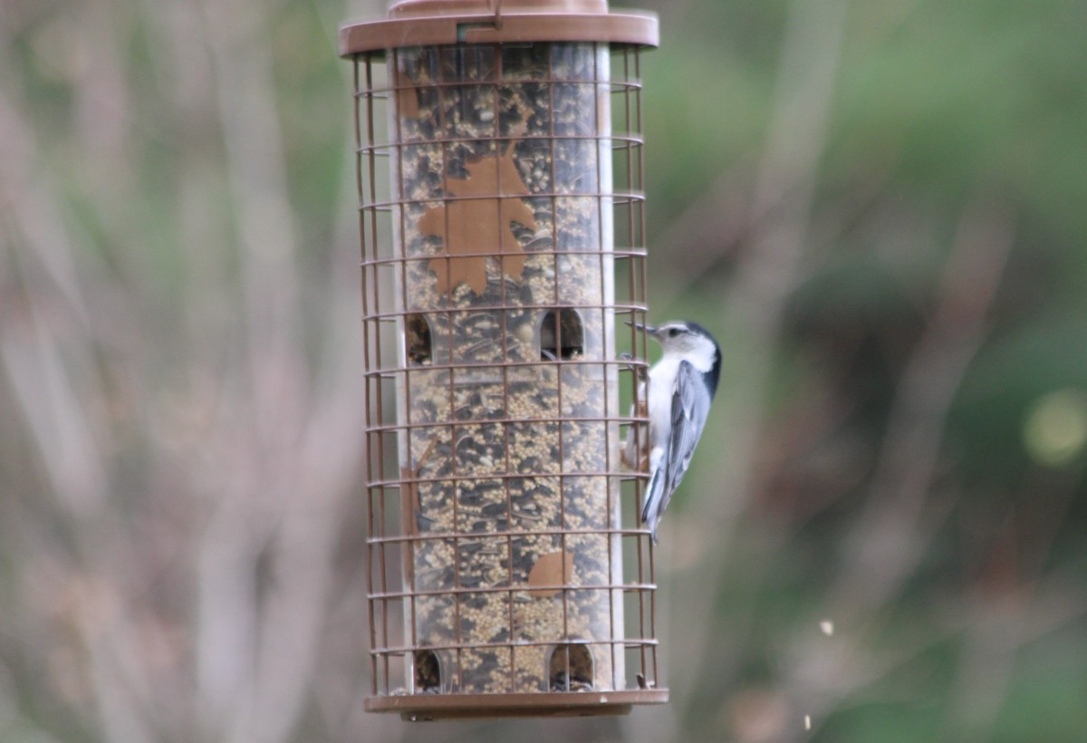 White-breasted Nuthatch - ML617859892