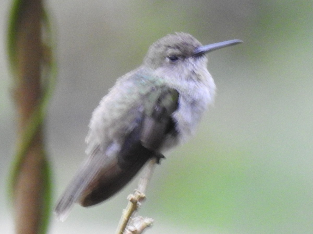 Olive-spotted Hummingbird - ML617859940