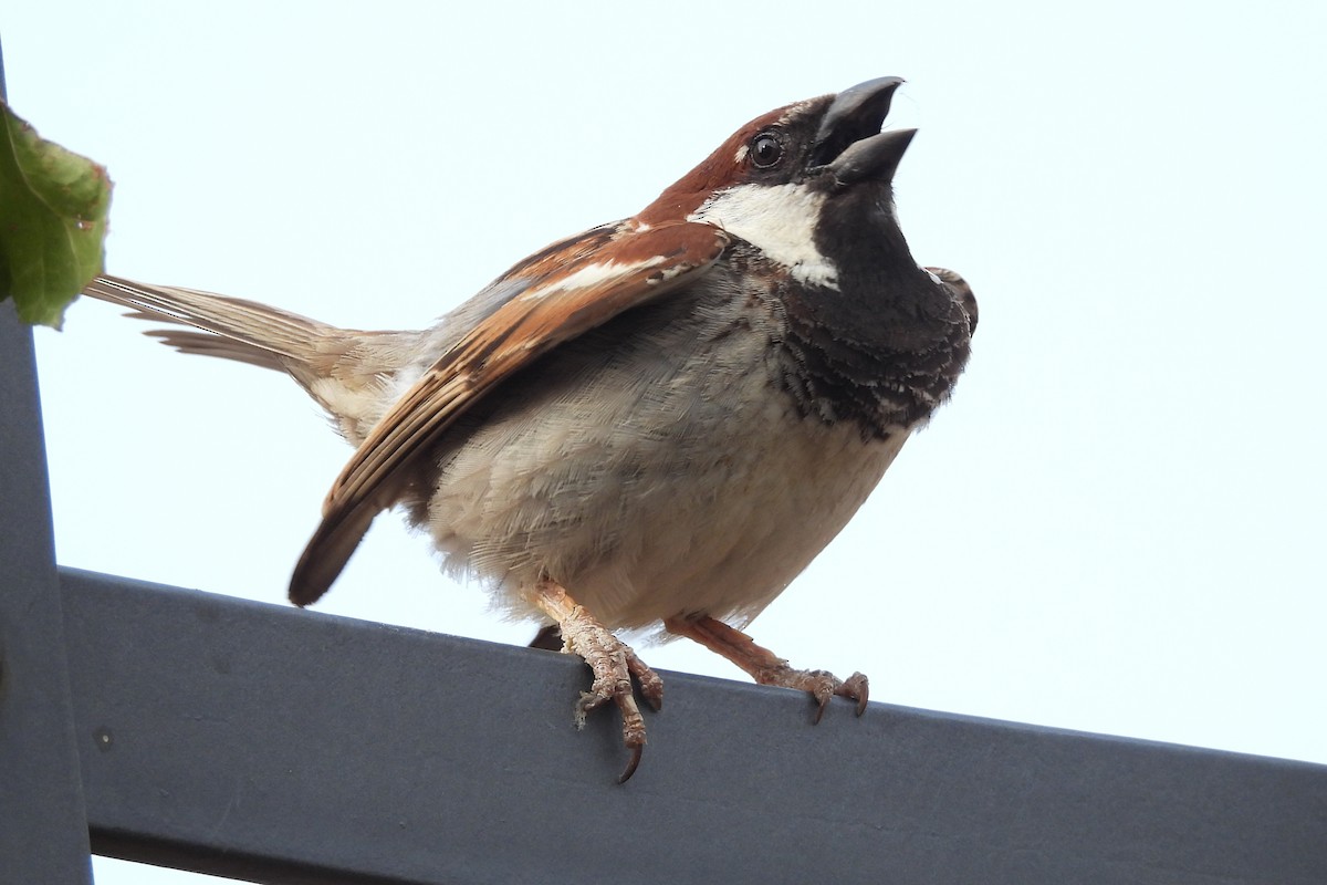 Italian Sparrow - Nancy Buis