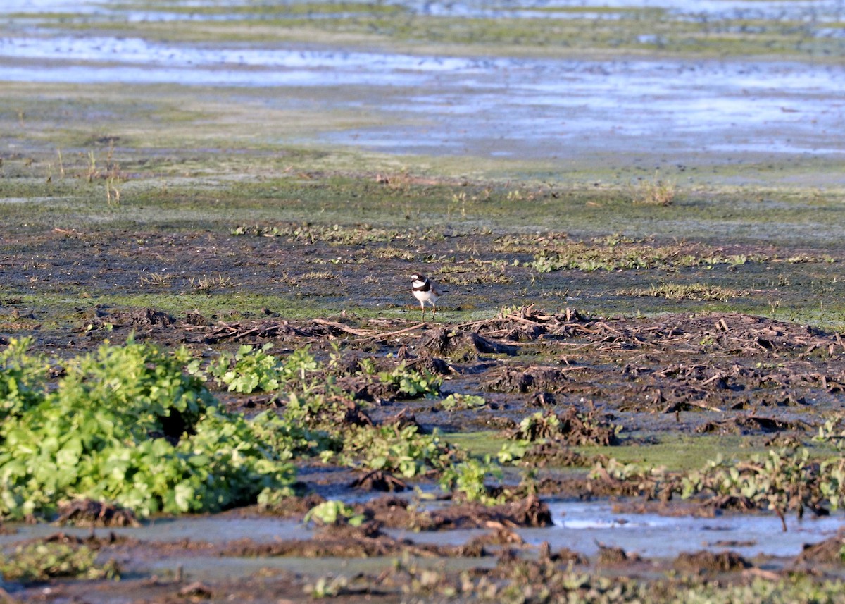 Semipalmated Plover - ML617860072