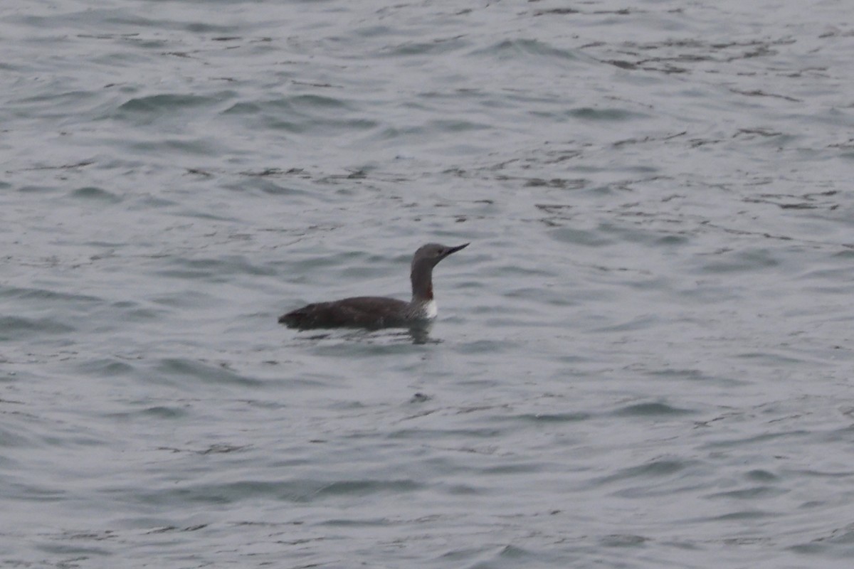 Red-throated Loon - ML617860075