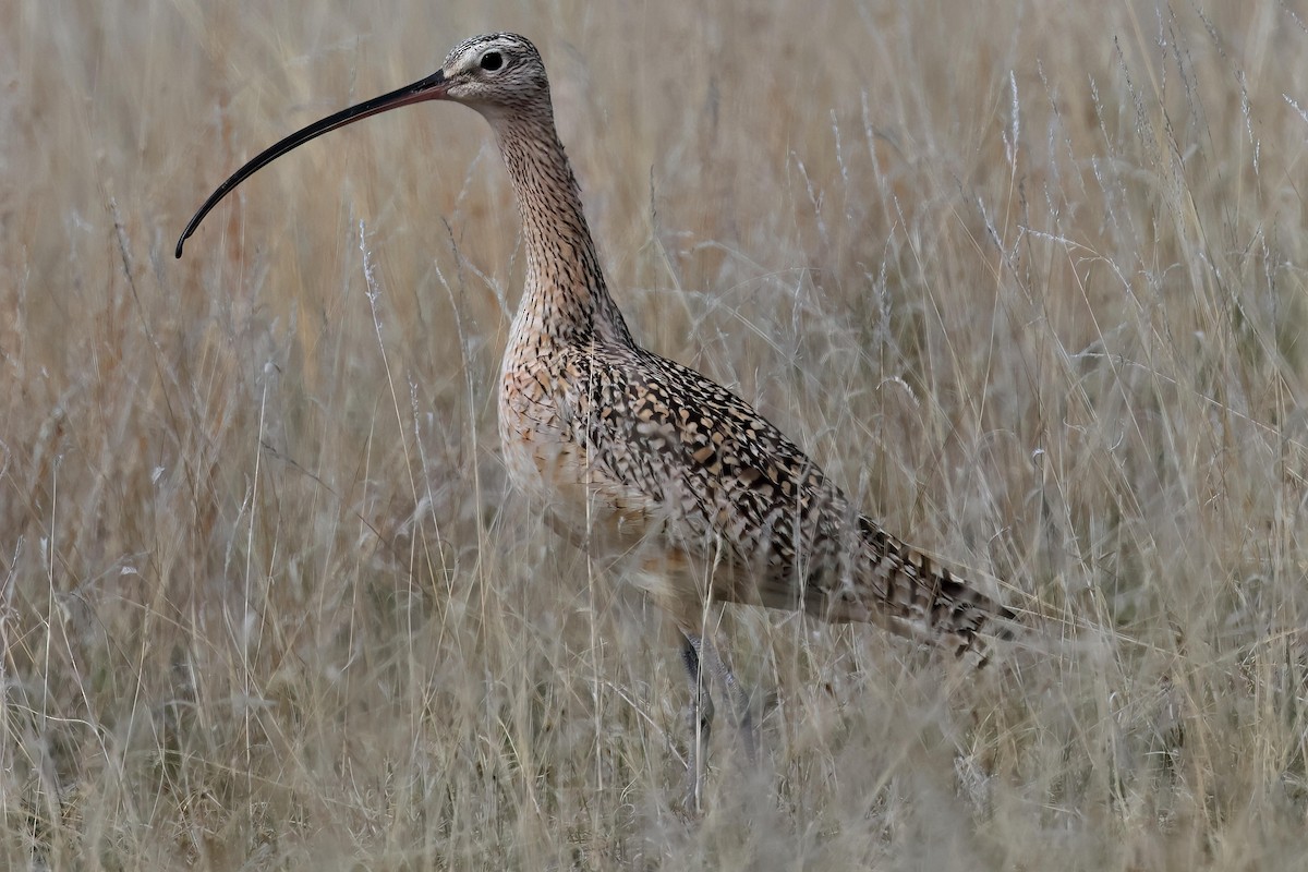 Long-billed Curlew - ML617860126