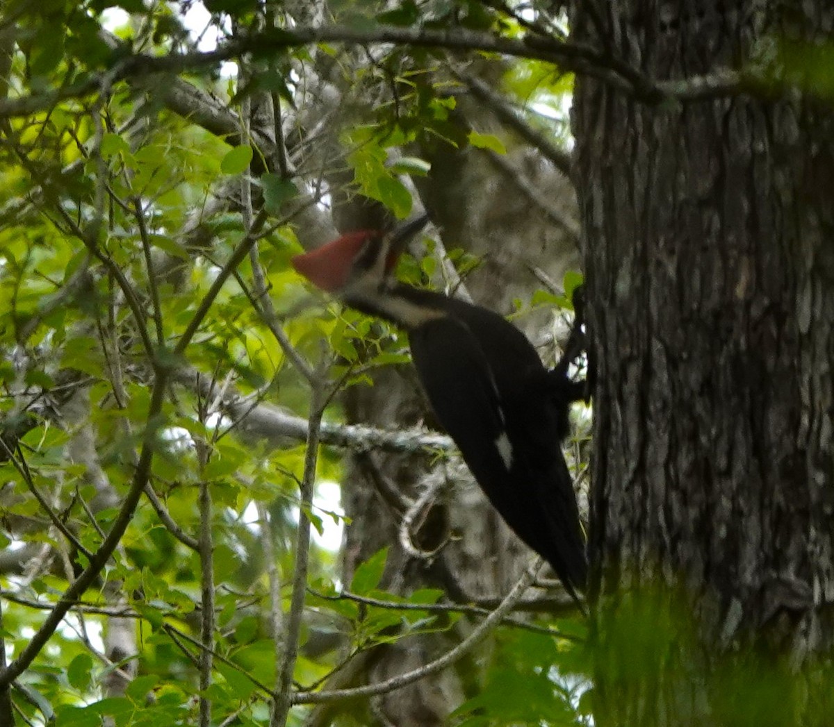 Pileated Woodpecker - ML617860159