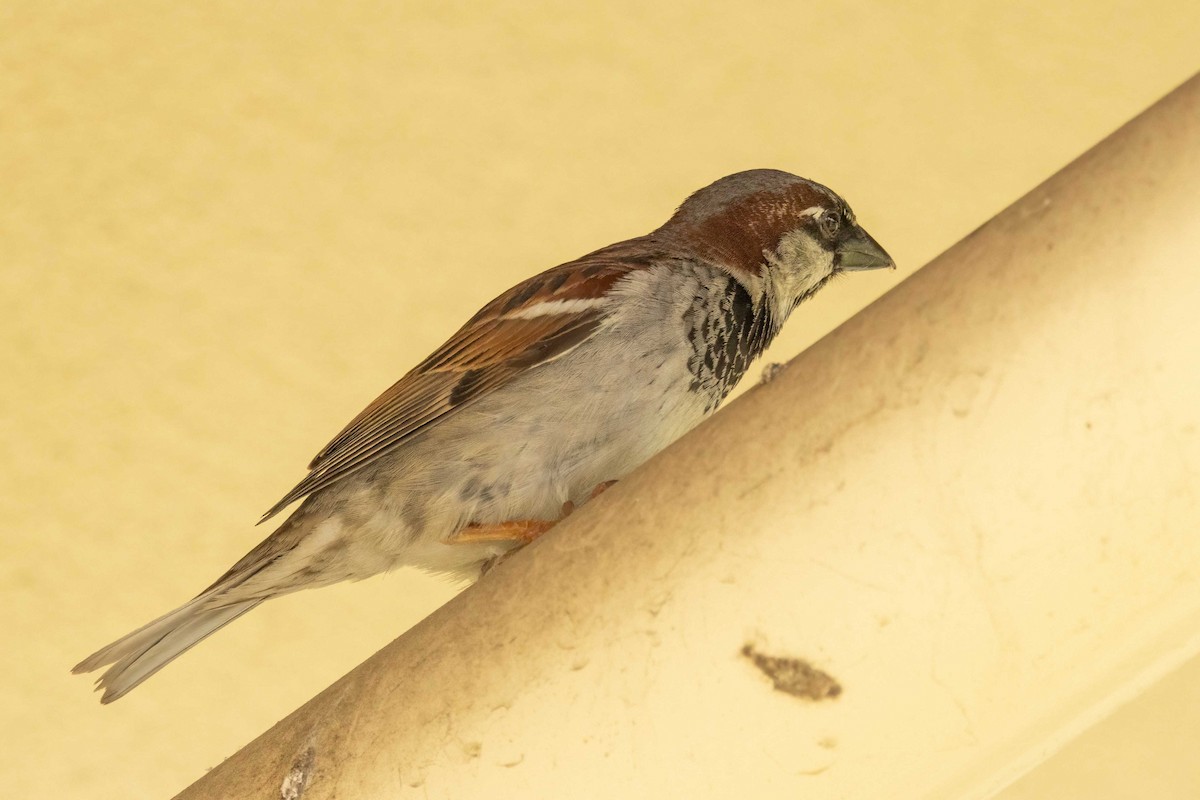House Sparrow - ML617860184