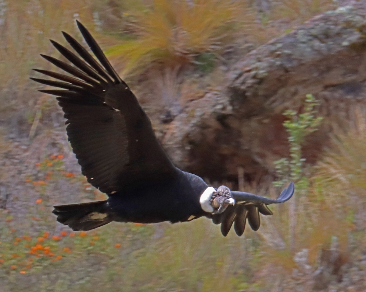 Andean Condor - ML617860190