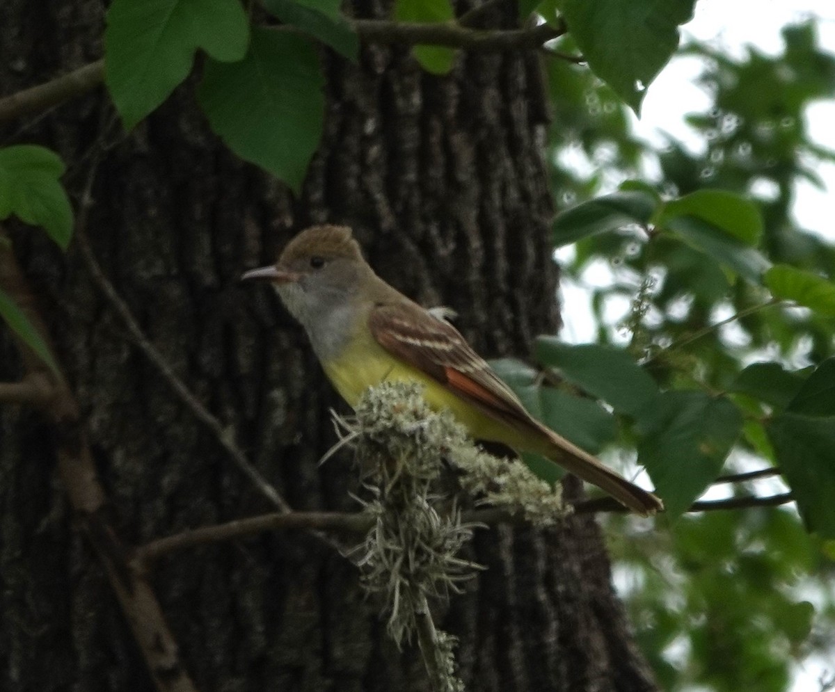 Great Crested Flycatcher - ML617860215
