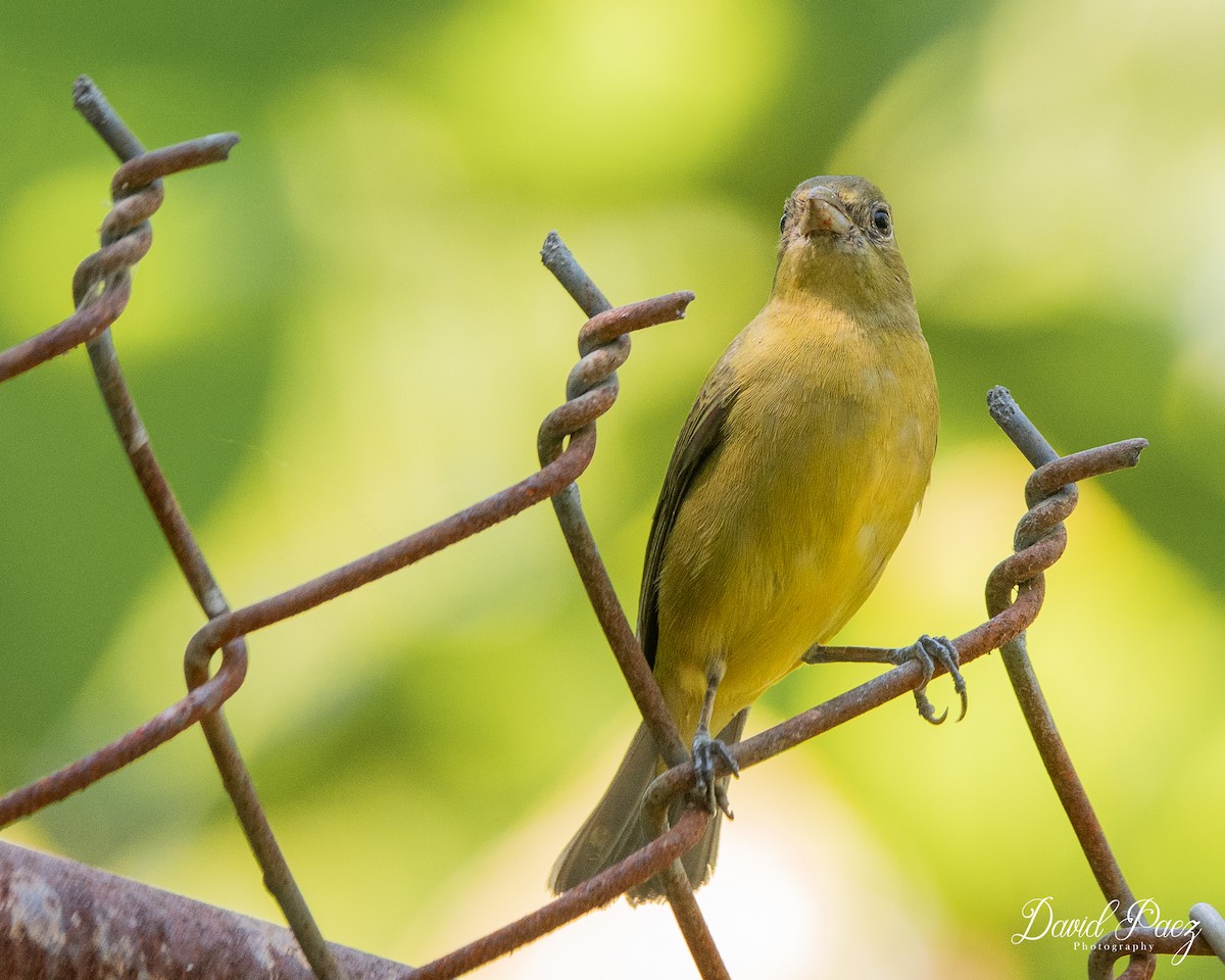 Painted Bunting - ML617860278
