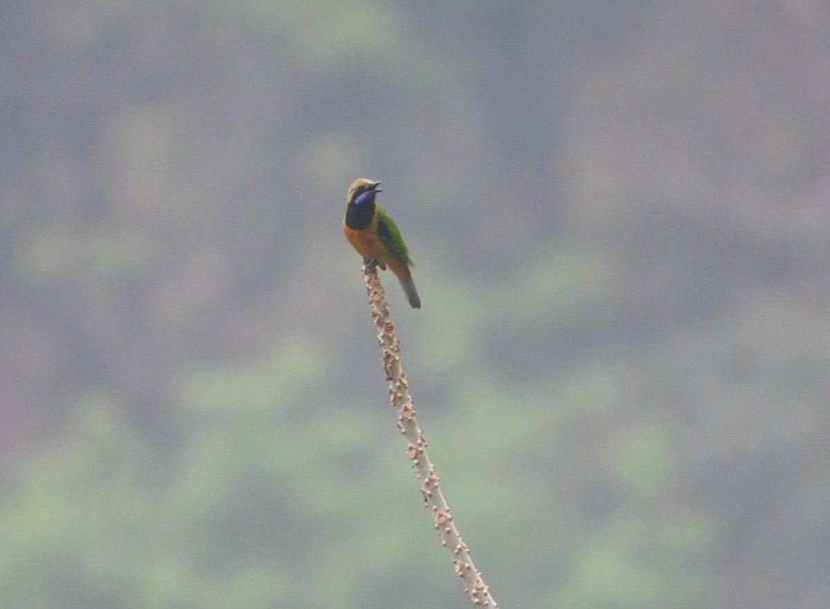 Orange-bellied Leafbird - ML617860291