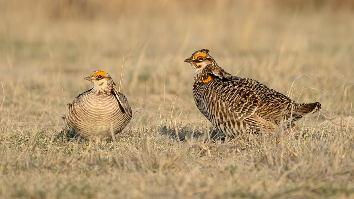 Greater Prairie-Chicken - ML617860329
