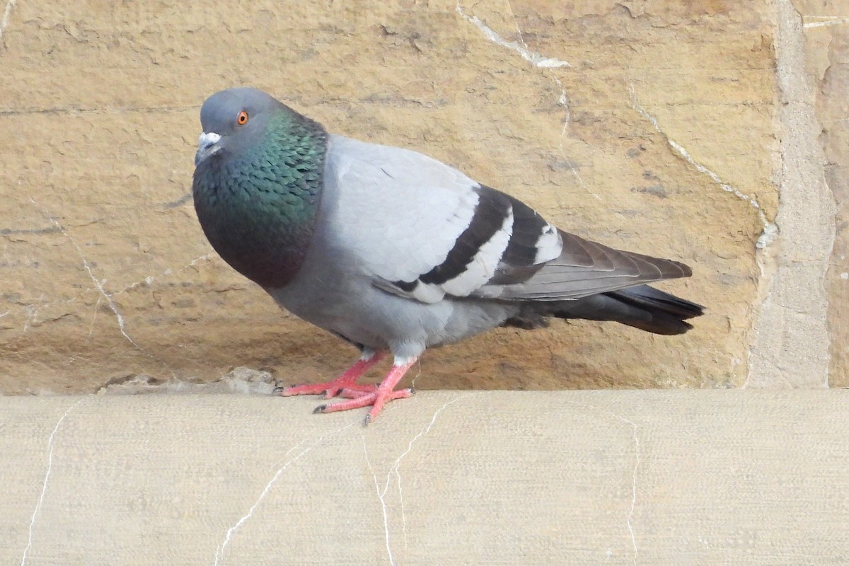 Rock Pigeon (Feral Pigeon) - ML617860330