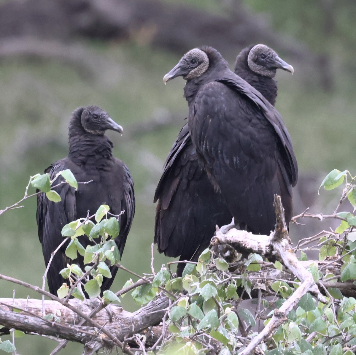 Black Vulture - ML617860332