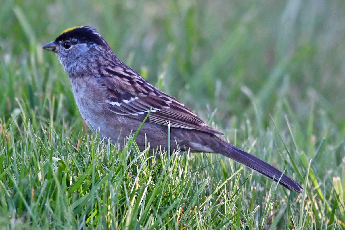 Golden-crowned Sparrow - Steve Hawes