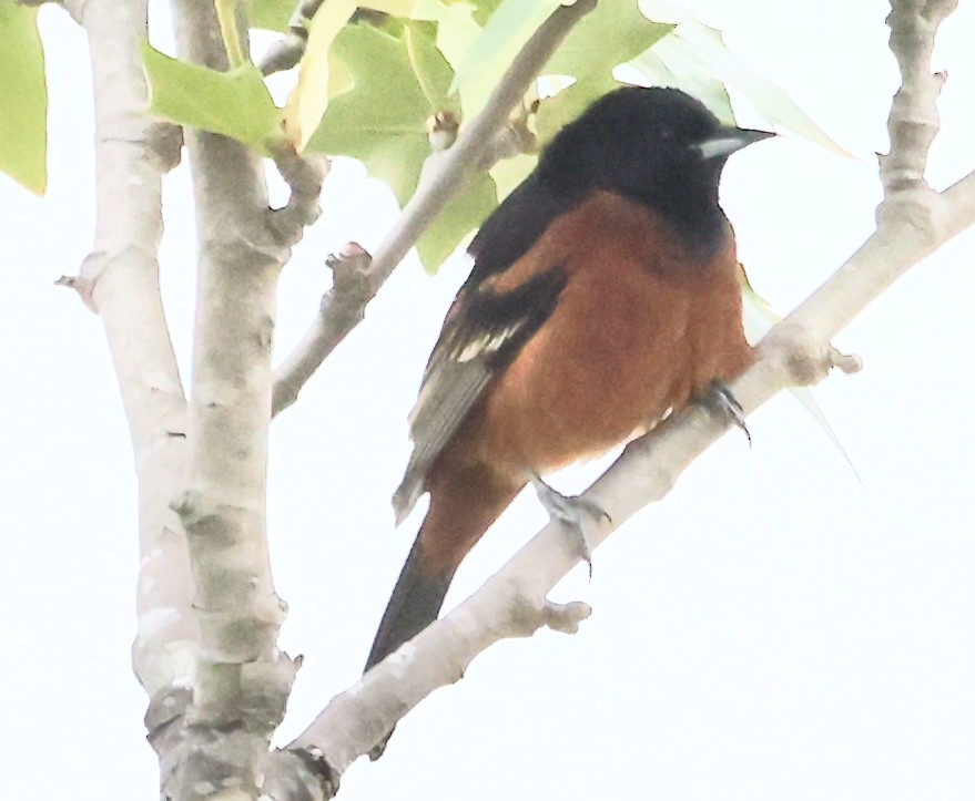 Orchard Oriole - ML617860402