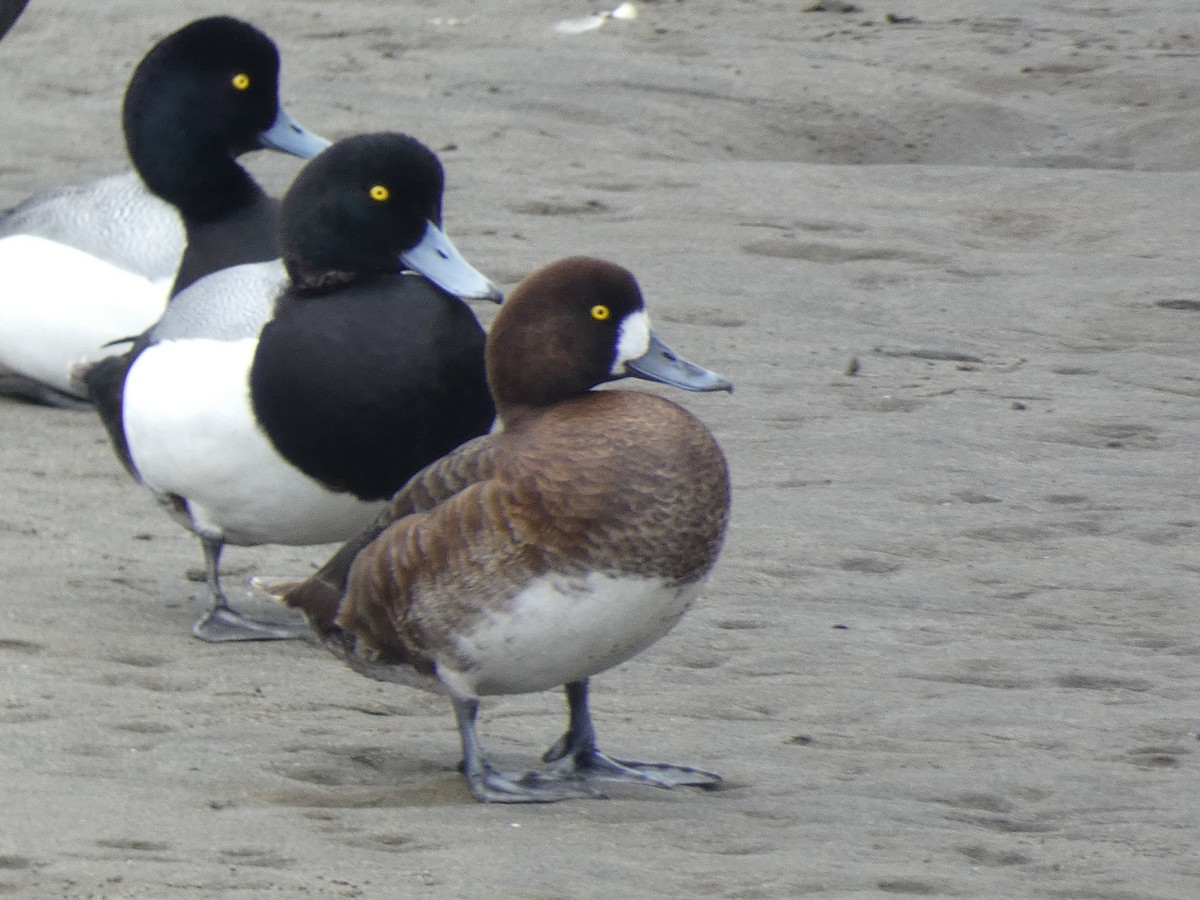 Greater Scaup - ML617860403