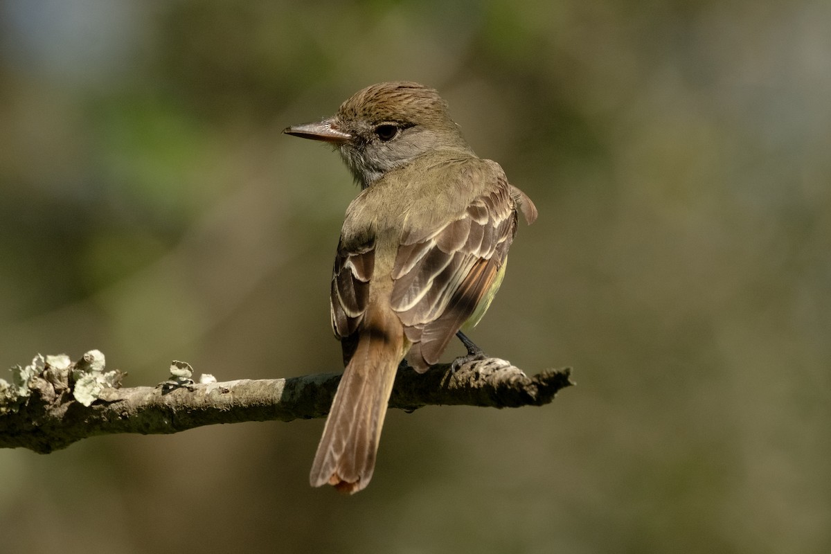 Great Crested Flycatcher - ML617860500