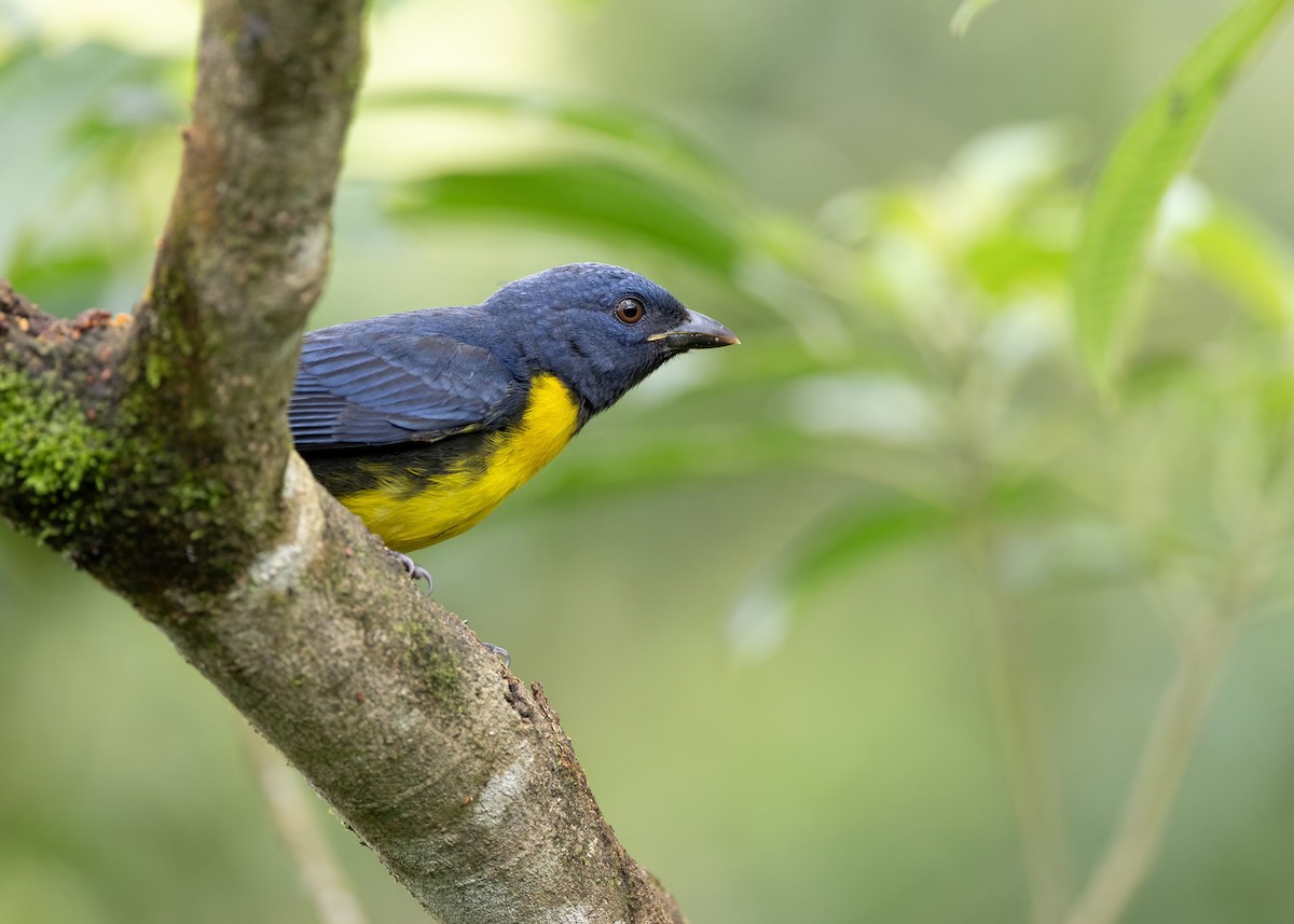 Blue-and-gold Tanager - ML617860529