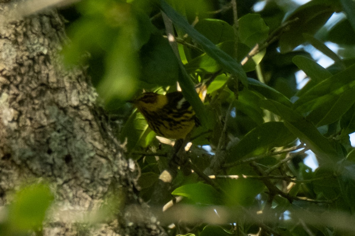 Cape May Warbler - ML617860541