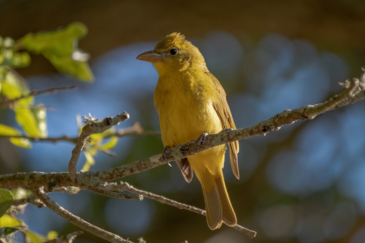 Summer Tanager - James Smithers