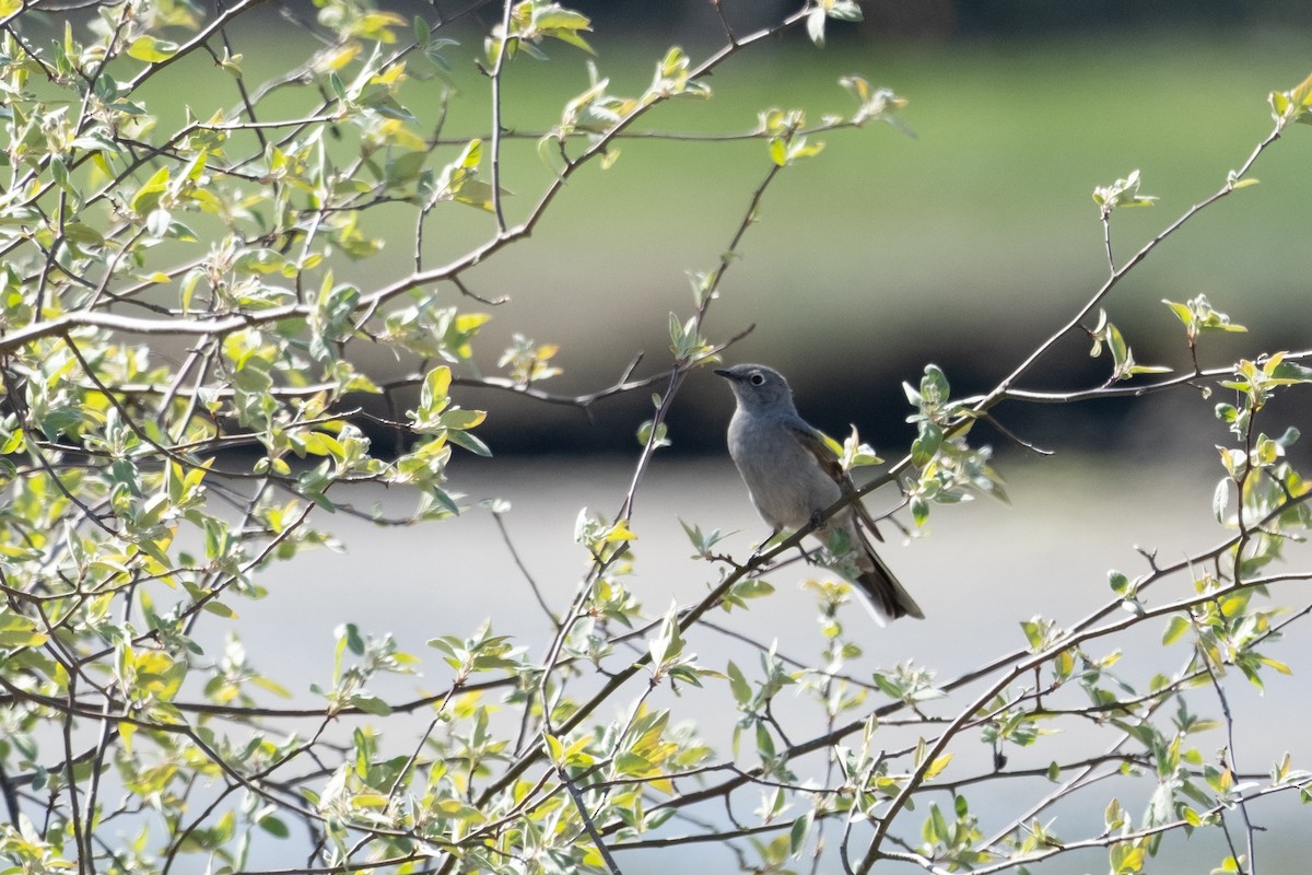 Townsend's Solitaire - ML617860582