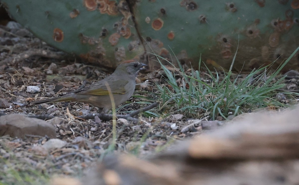 Green-tailed Towhee - Andy Gee
