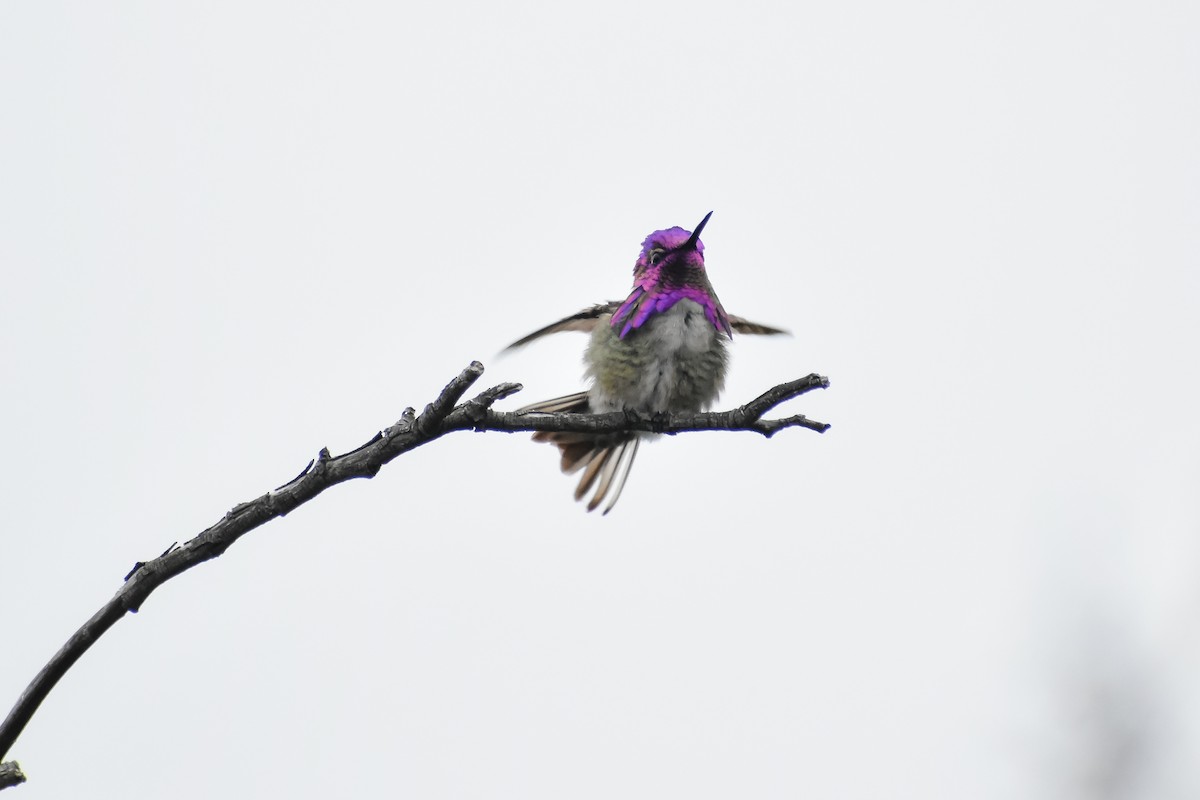 Costa's Hummingbird - ML617860626