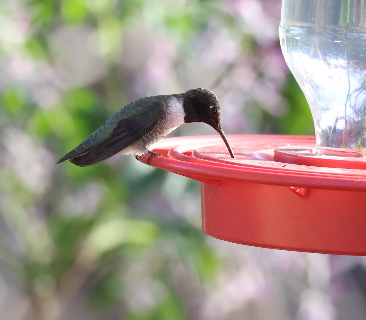 Black-chinned Hummingbird - Andy Gee