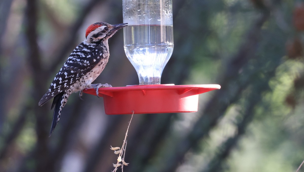 Ladder-backed Woodpecker - Andy Gee