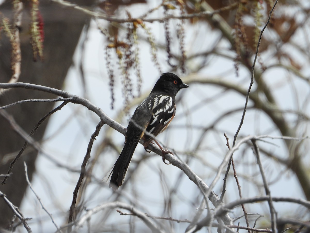 Spotted Towhee - ML617860680