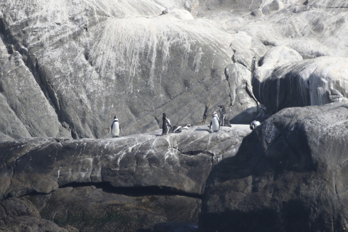 Humboldt Penguin - ML617860689