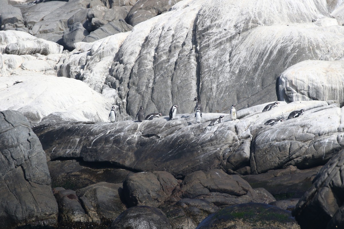 Humboldt Penguin - ML617860698