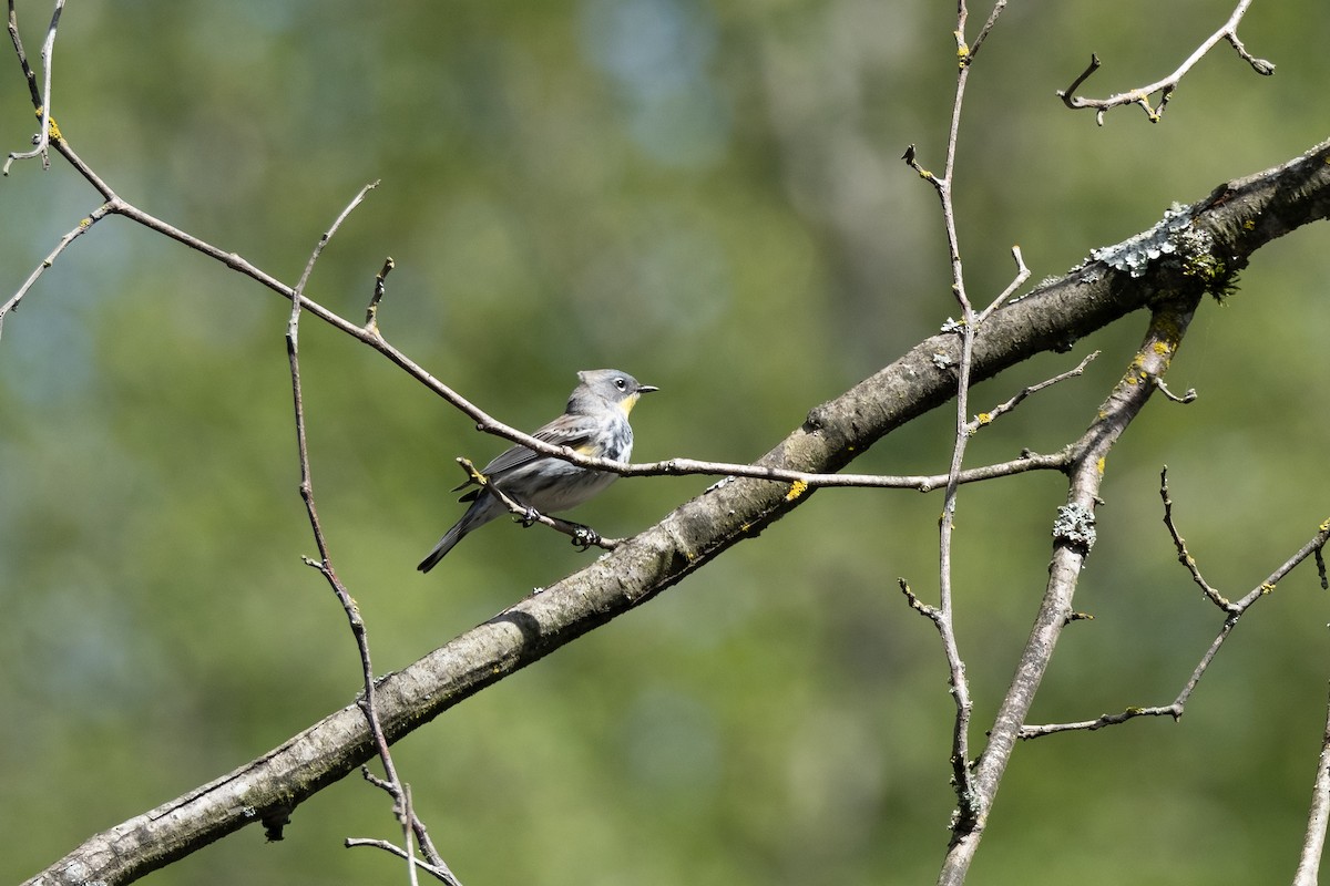 Yellow-rumped Warbler (Audubon's) - ML617860709