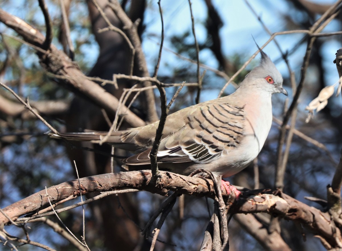 Crested Pigeon - ML617860729