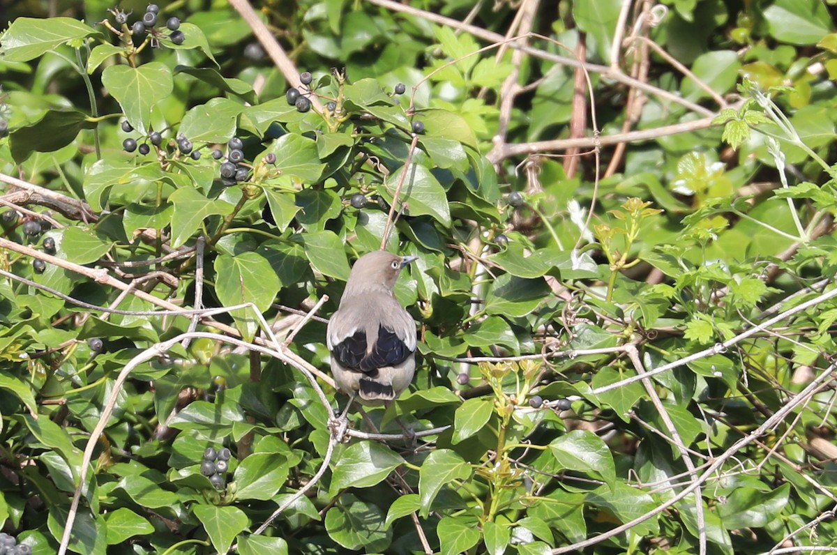 White-shouldered Starling - ML617860762
