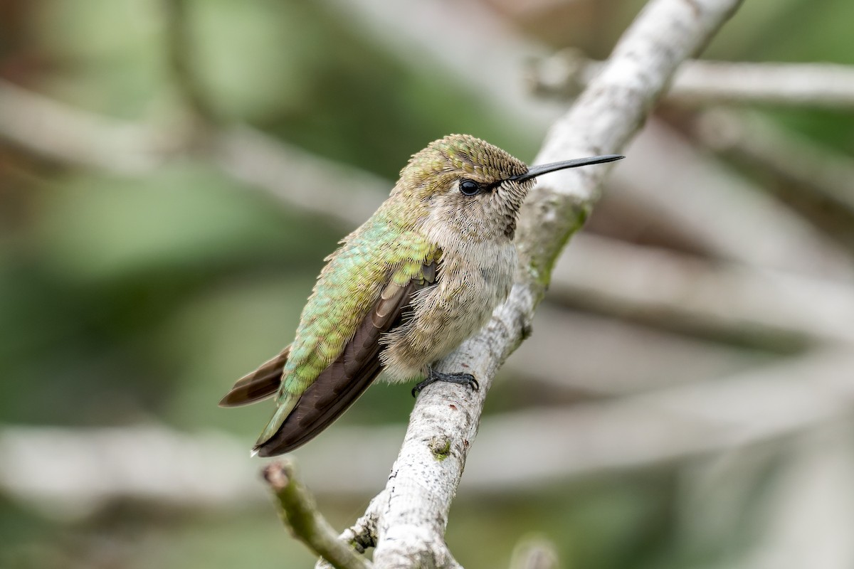 Anna's Hummingbird - ML617860768