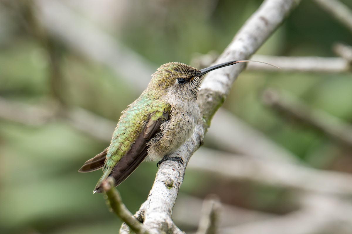 Anna's Hummingbird - ML617860769