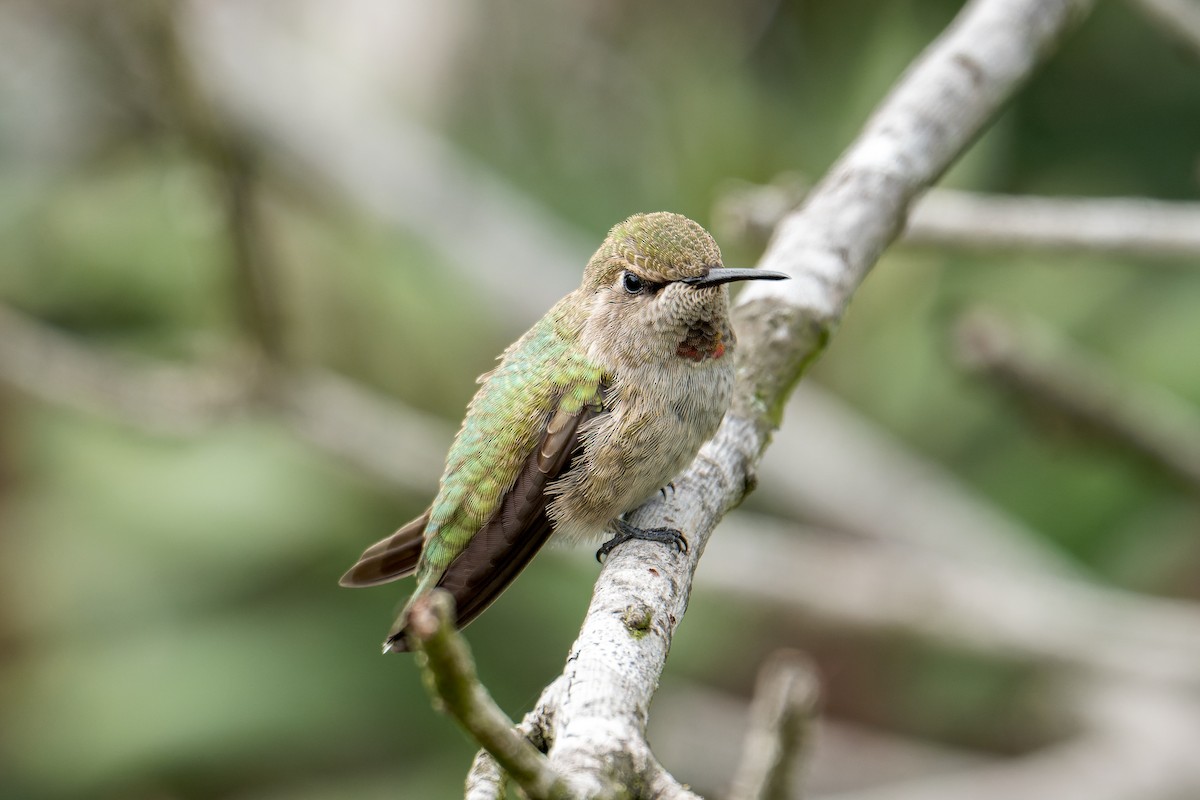 Anna's Hummingbird - ML617860770