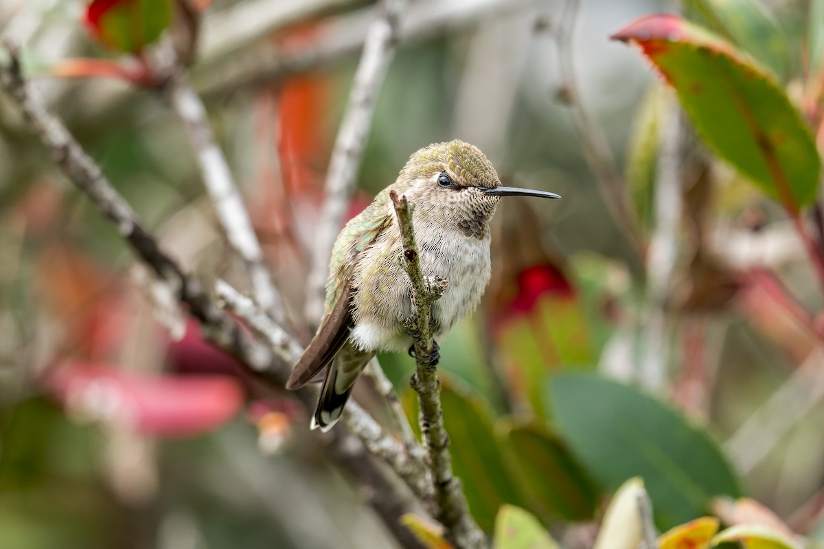 Anna's Hummingbird - ML617860772