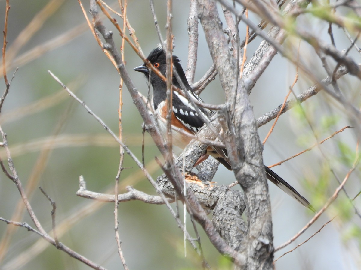 Spotted Towhee - ML617860775