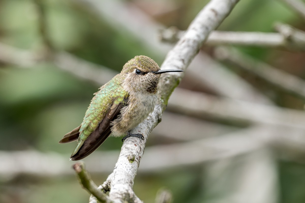 Anna's Hummingbird - ML617860776
