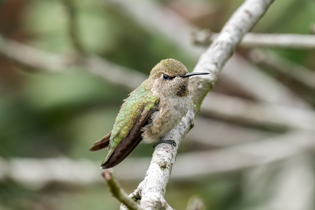 Anna's Hummingbird - ML617860778