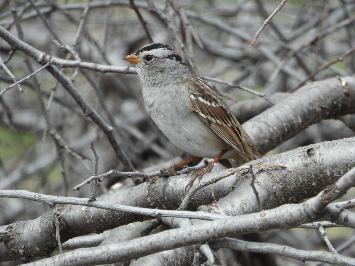 White-crowned Sparrow - ML617860781