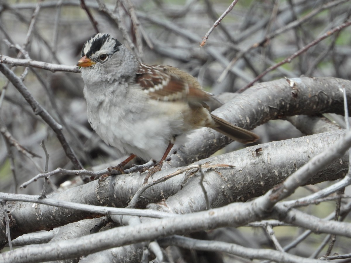 White-crowned Sparrow - ML617860782