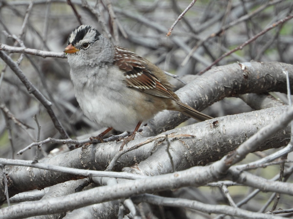White-crowned Sparrow - Jeff Percell