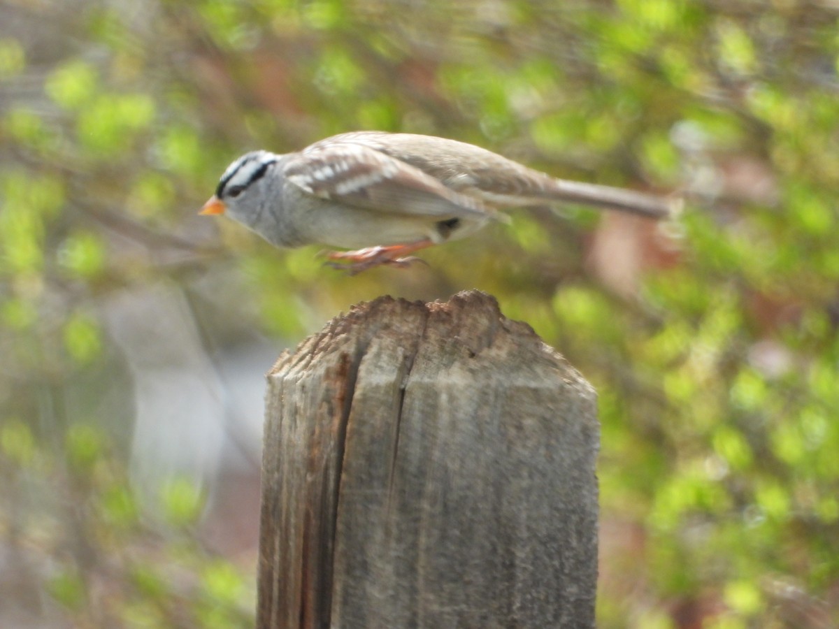 White-crowned Sparrow - ML617860785