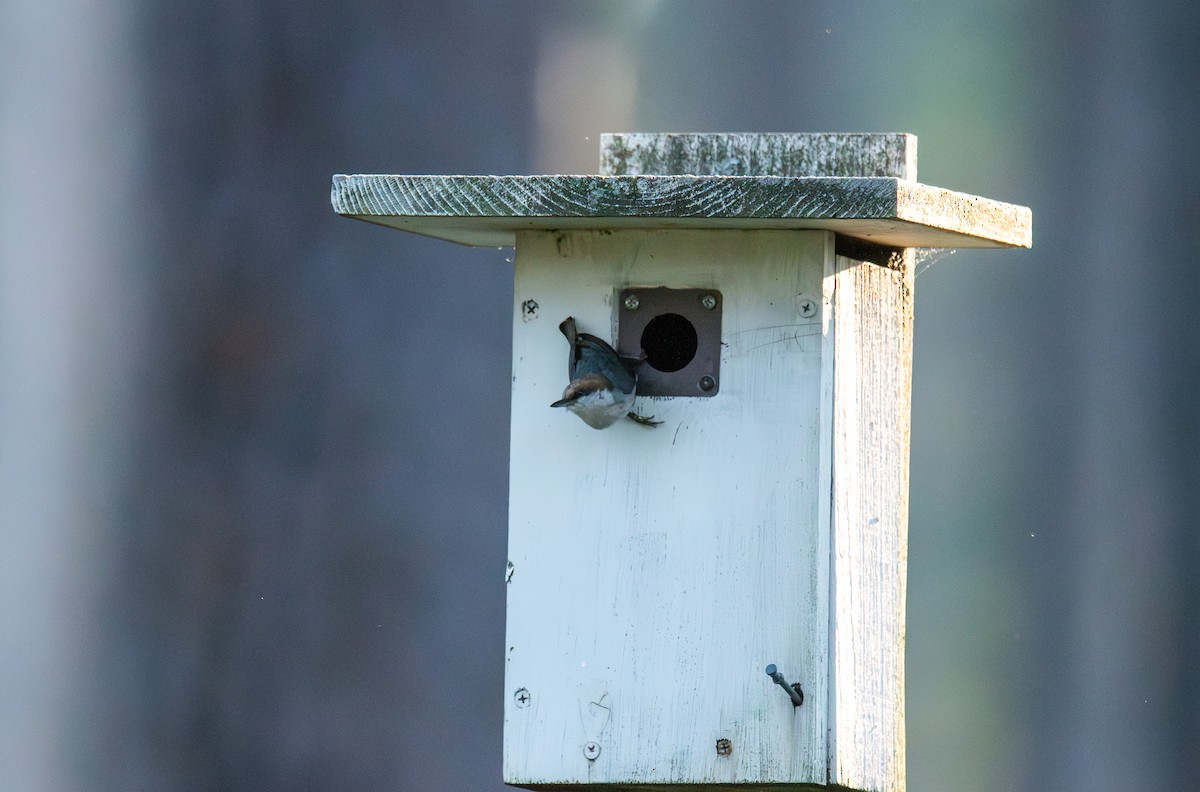 Brown-headed Nuthatch - ML617860844