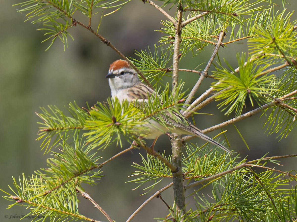 Chipping Sparrow - ML617860857