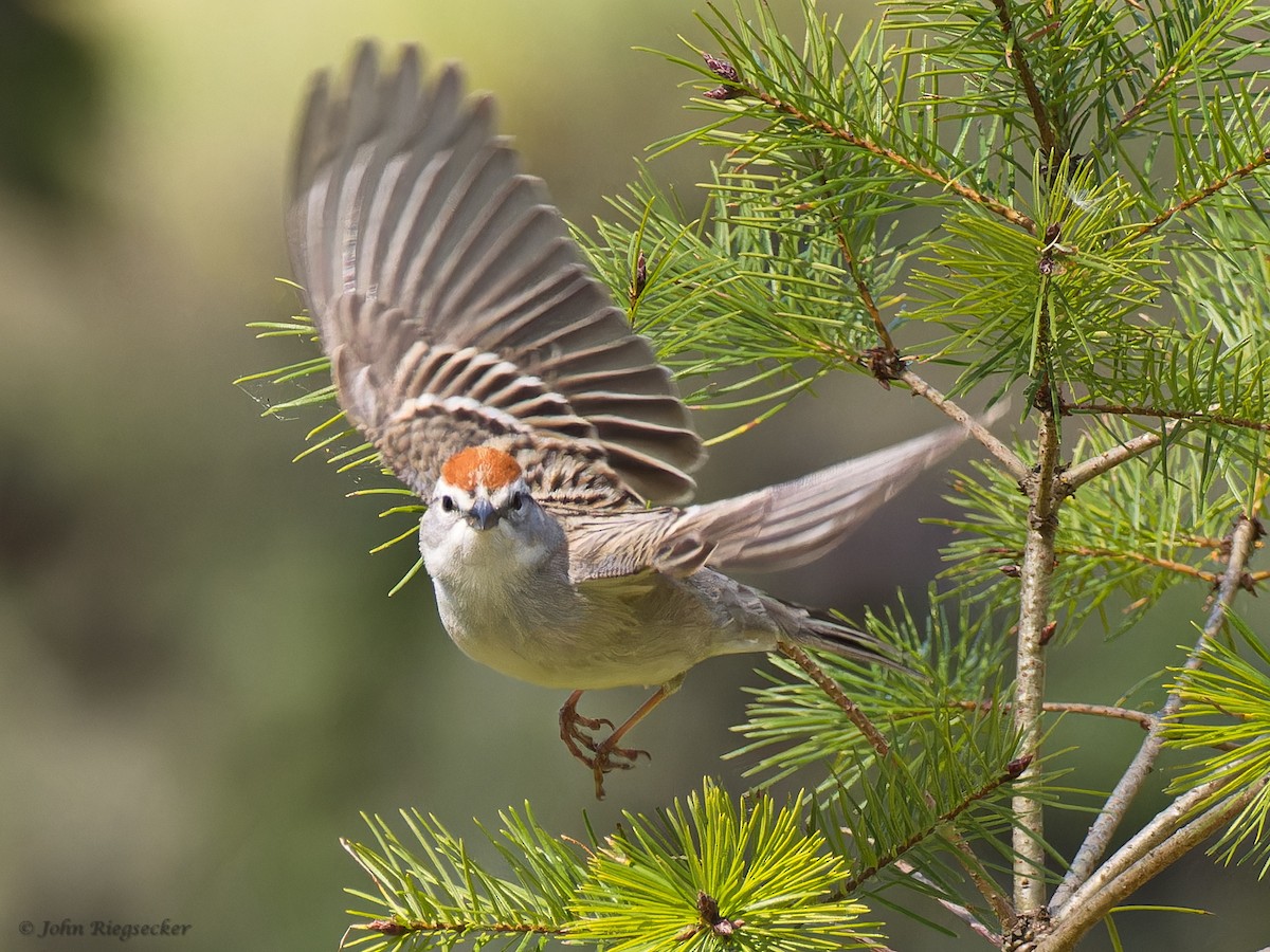 Chipping Sparrow - ML617860860