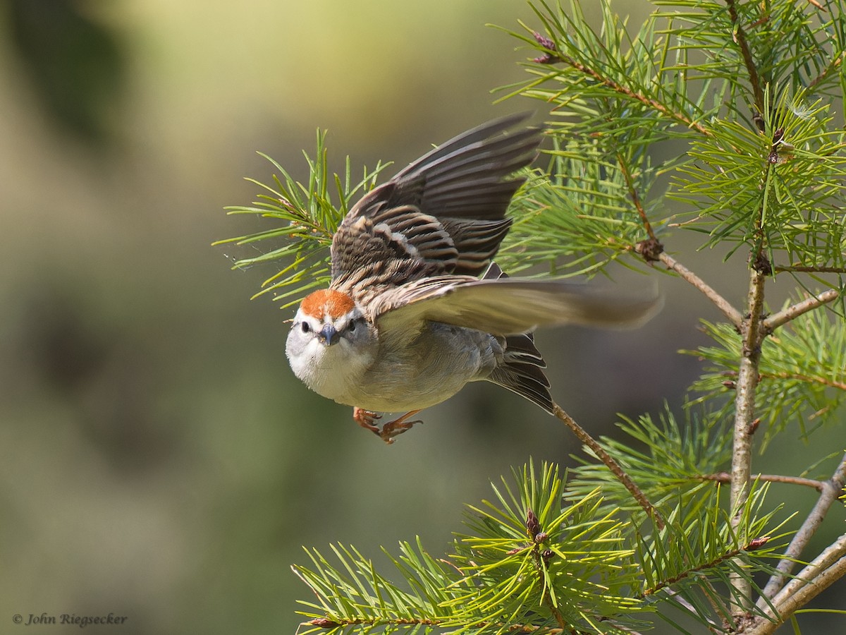 Chipping Sparrow - John Riegsecker