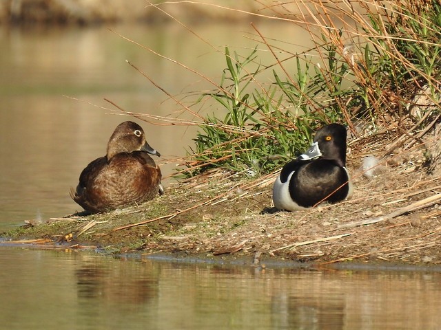 Ring-necked Duck - Adelaide McMillan