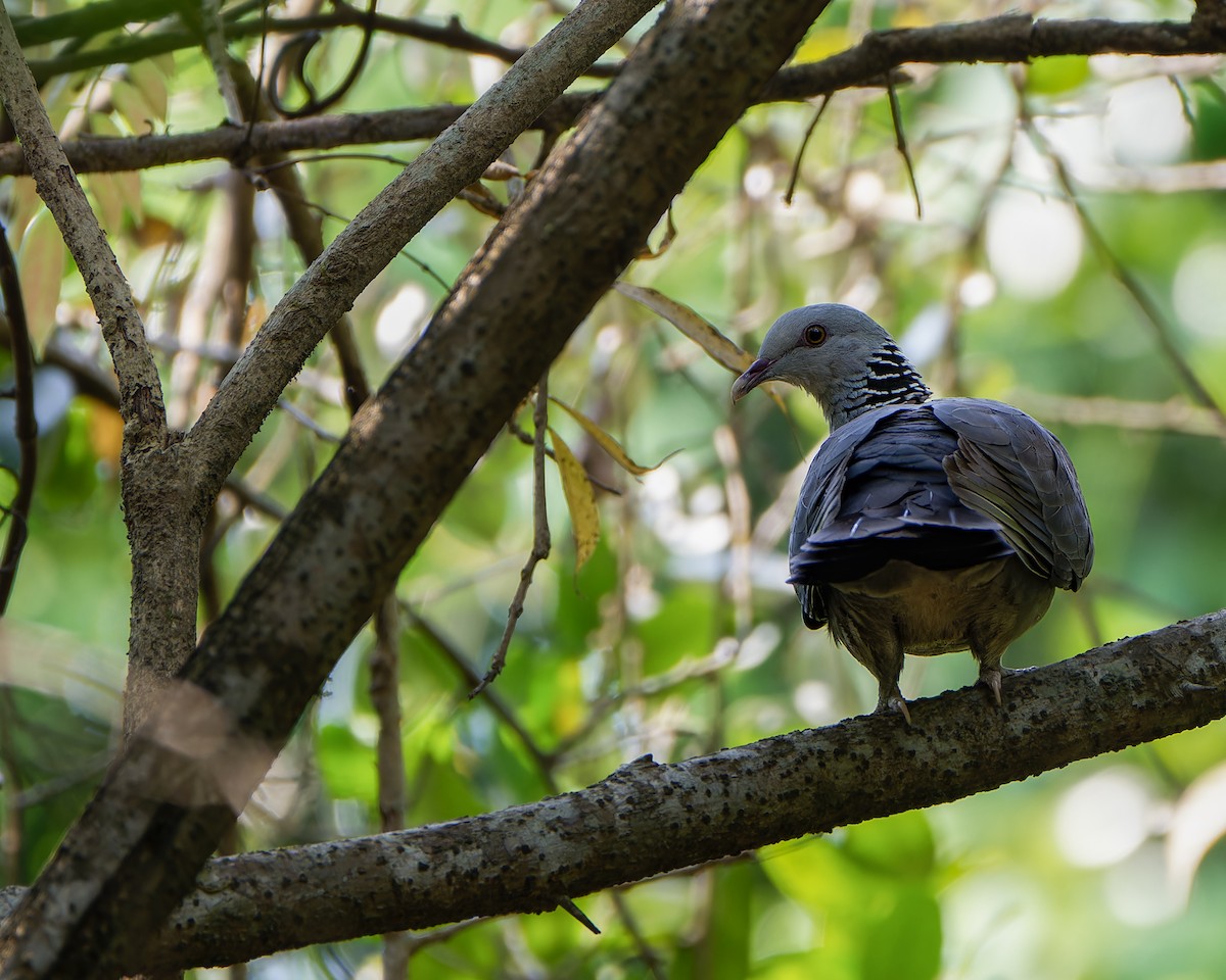Nilgiri Wood-Pigeon - ML617860881